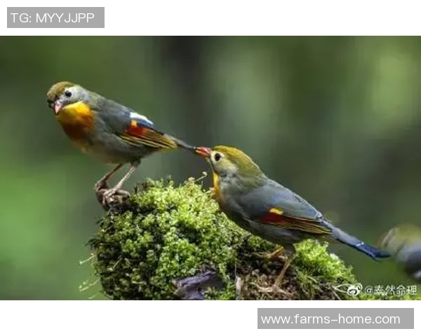 扣鸟与其背后含义的深度解析与探讨